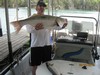 (06/24/2015) - Nice Striped Bass